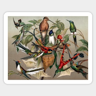 Hummingbirds, historical illustration (C029/7925) Sticker